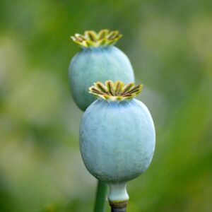 poppy, poppy seed capsule, nature, seed pod, closed, green, seeds, summer, garden, plant, capsule fruit, poppy plant, close up, nature wallpaper